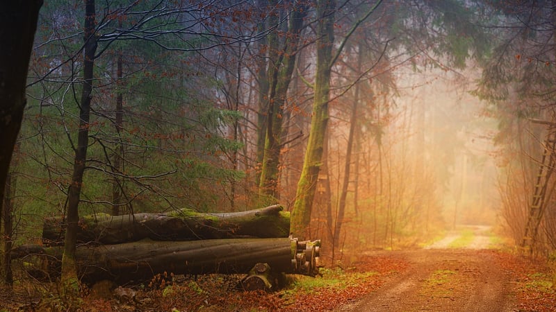 Path symbolizing personal growth
